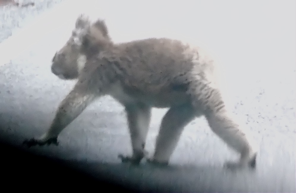 Koala on the road.