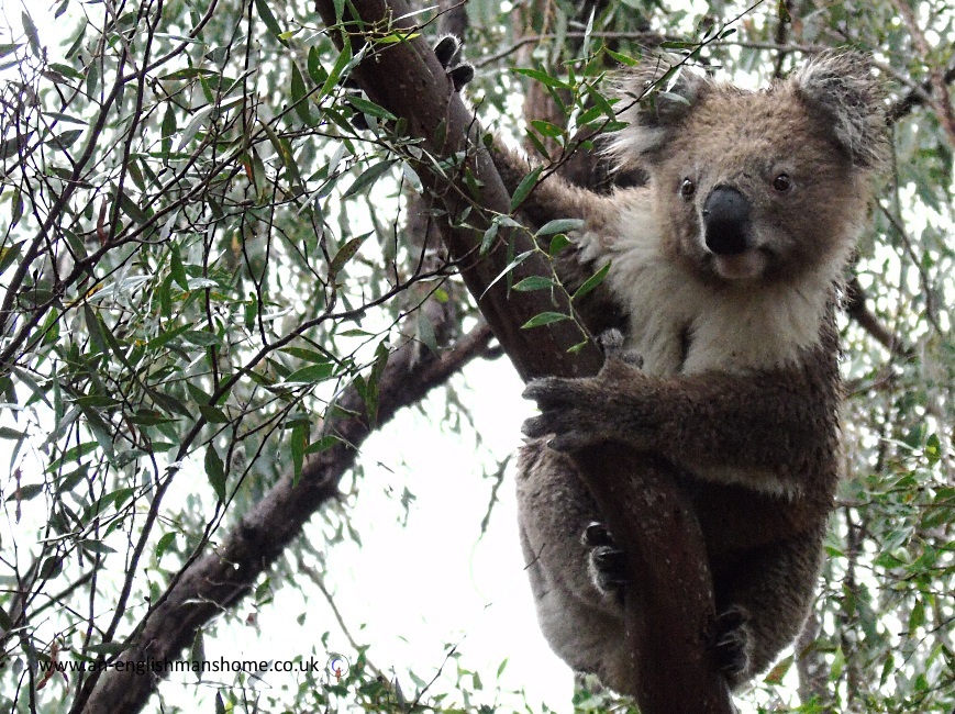 Koala in the wild where it belongs.
