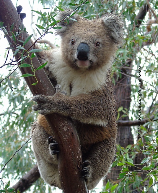 Koala in the wild where it belongs.