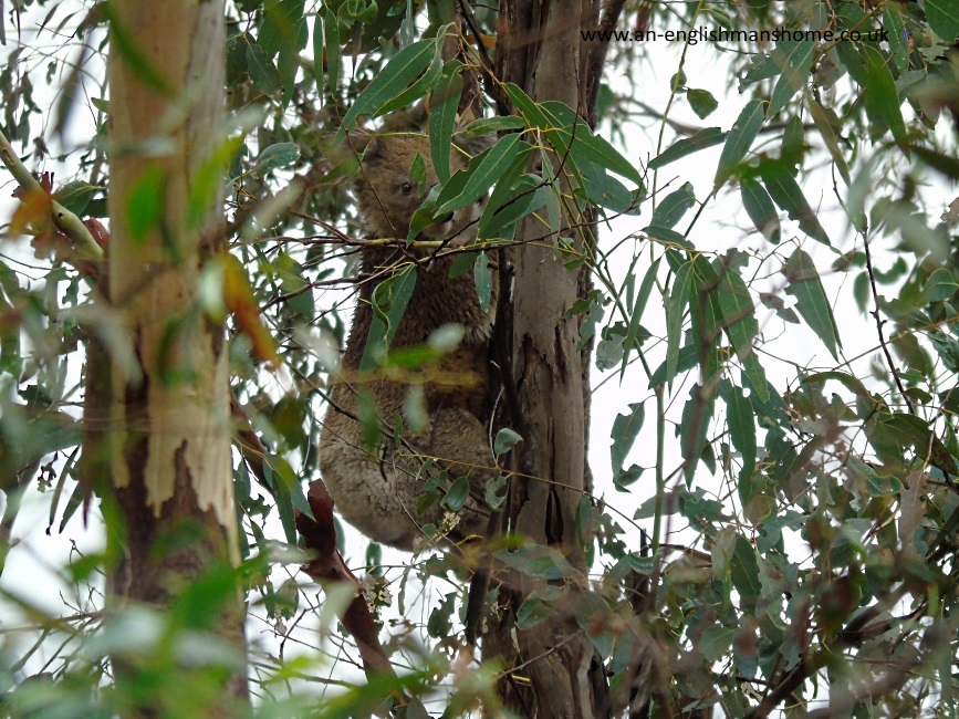 Koala in the wild where it belongs.