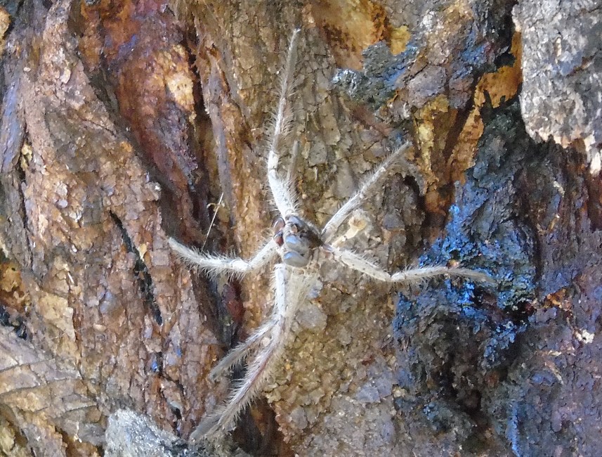 Huntsman.