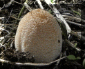 Mushroom. April 2011