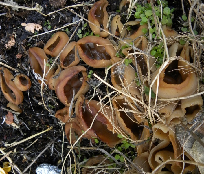 Yorkshire pudding mushrooms 2011