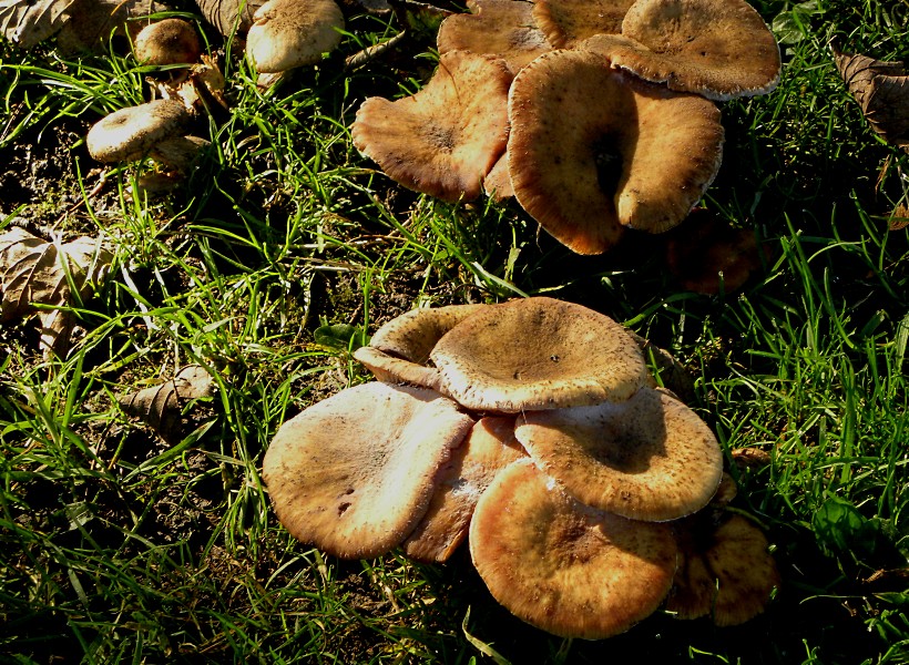 More Mushrooms. 2012