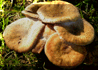 More Mushrooms. 2012