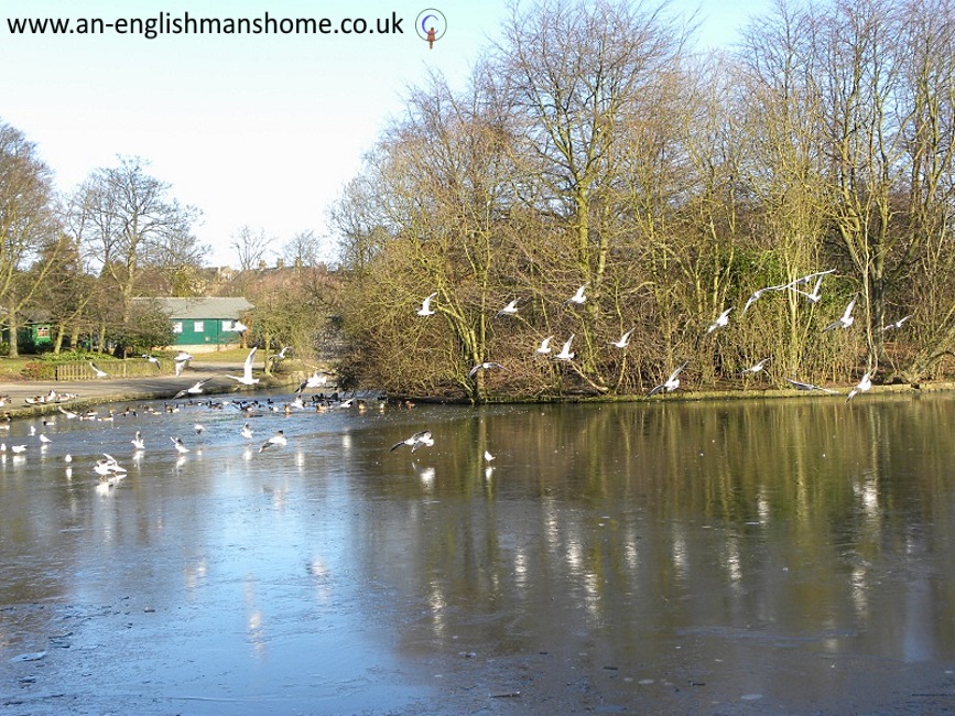 Wibsey park, January 2010. 