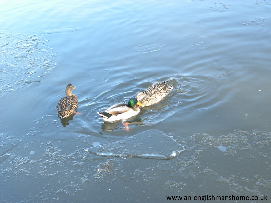 Wibsey Duck  park, January 2010. 