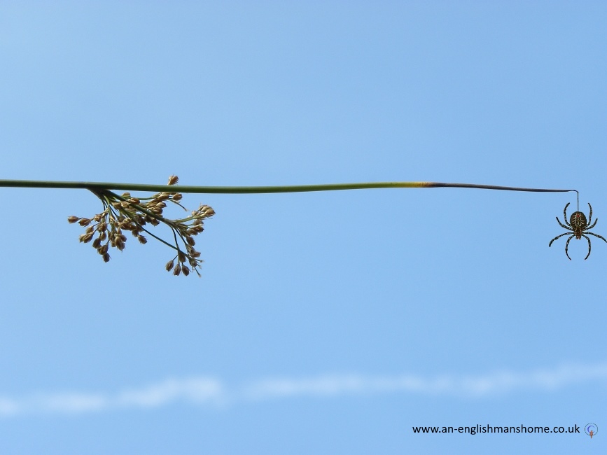 Spider on a thred. 2014.