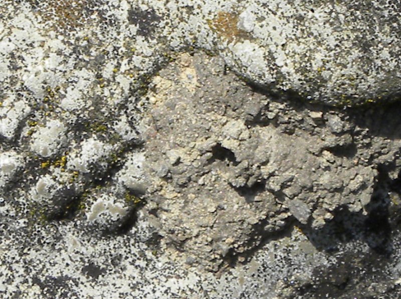 A creature burrowing into hard cement. June 2010.