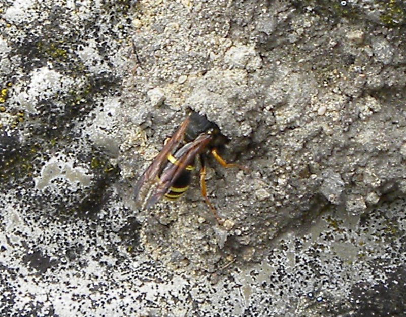 A creature burrowing into hard cement. June 2010.