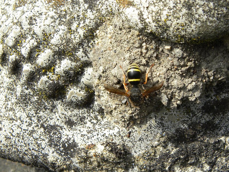 A creature burrowing into hard cement. June 2010.