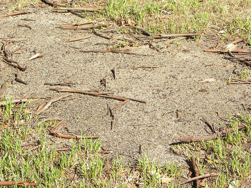 Ants in Australia 2015.