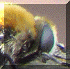 Bee.