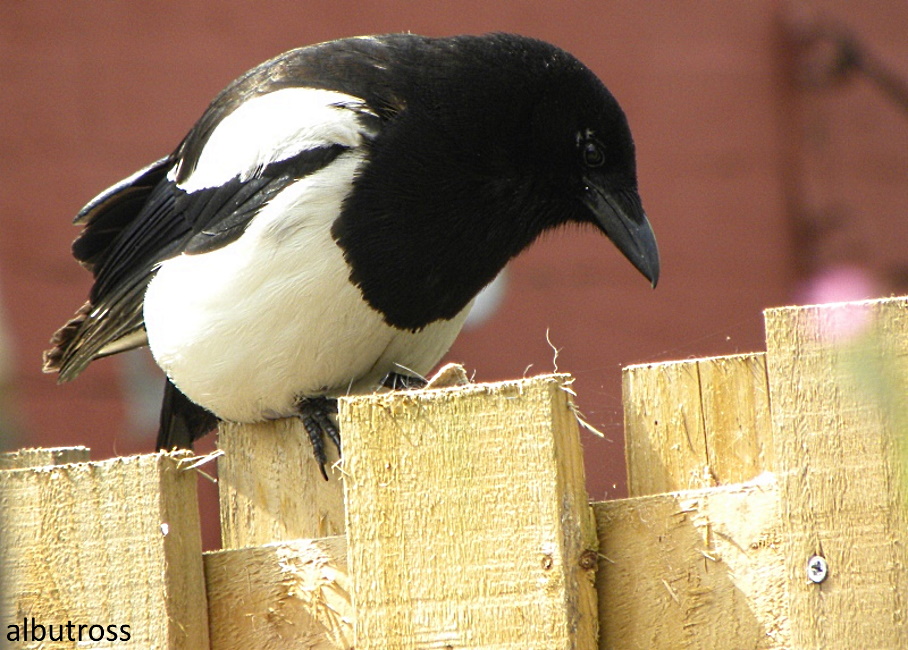 Magpie.