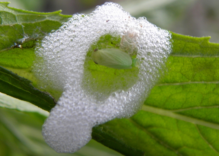 Froghopper.