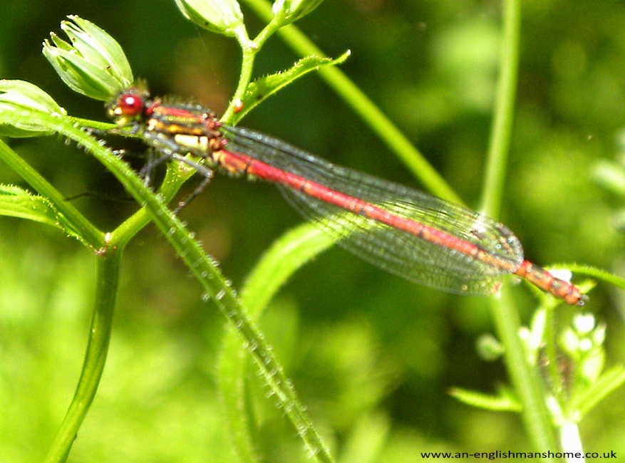 Shibden Hall June 27th 2010.