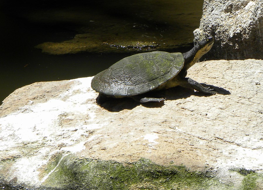 Melbourne Zoo 2015.