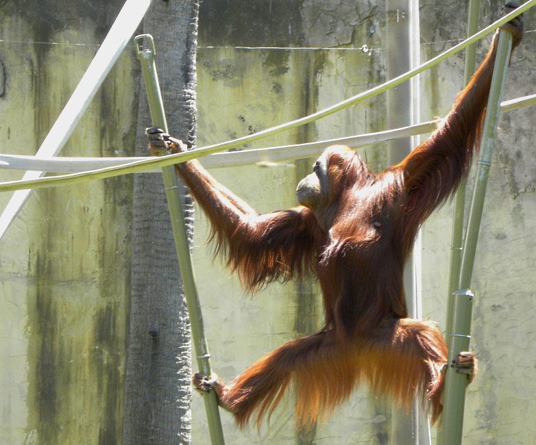 Melbourne Zoo 2015.