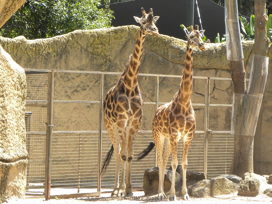 Melbourne Zoo 2015.