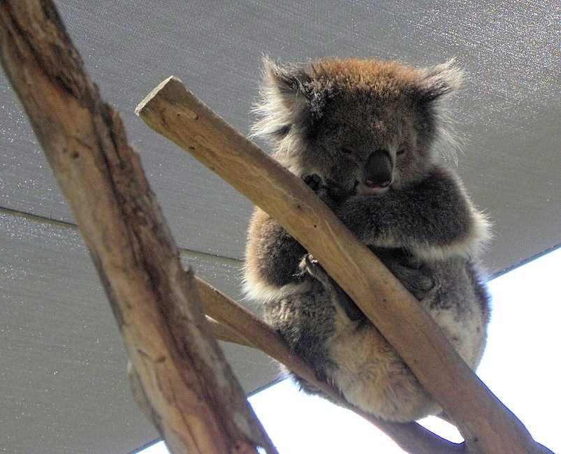 Melbourne Zoo 2015.