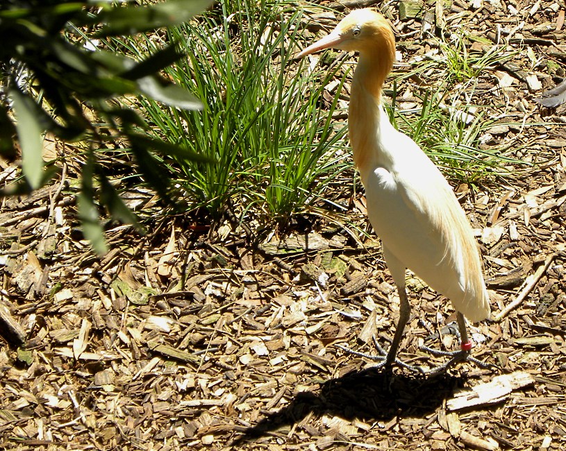 Melbourne Zoo 2015.