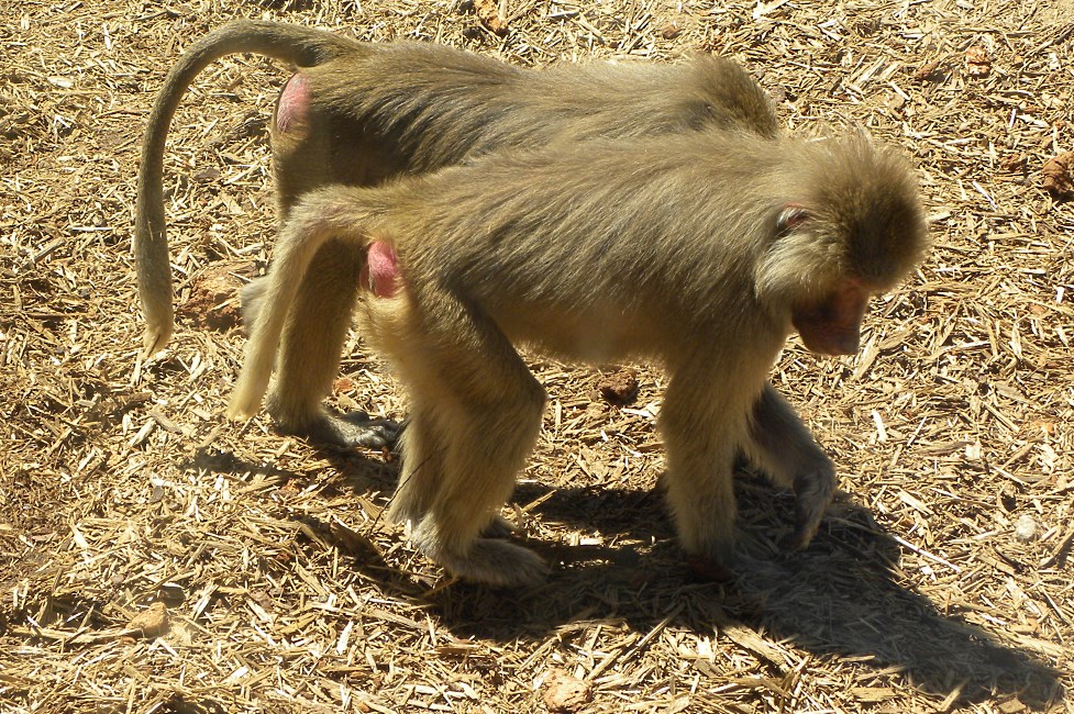 Melbourne Zoo 2015.