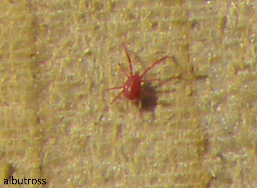 Red Spidermite.