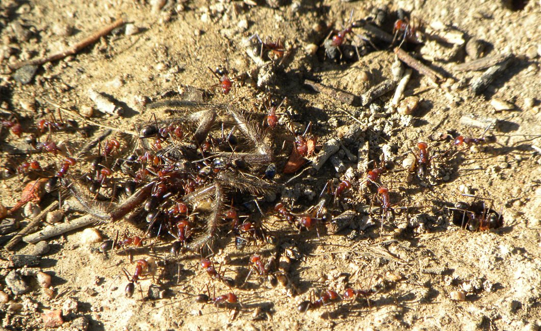 Attacking an Huntsman Spider.
