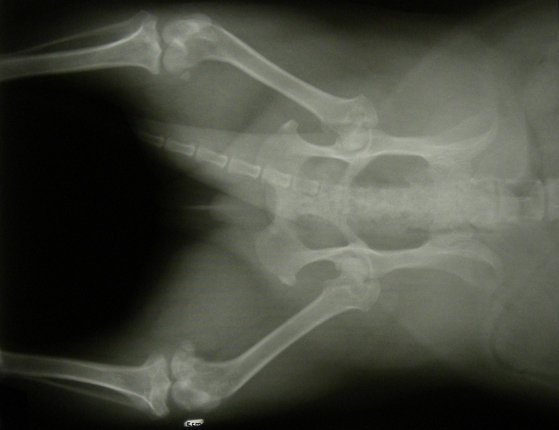 Xray, March 8th 2011. 