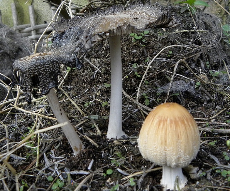 Mushrooms April 6th 2011.