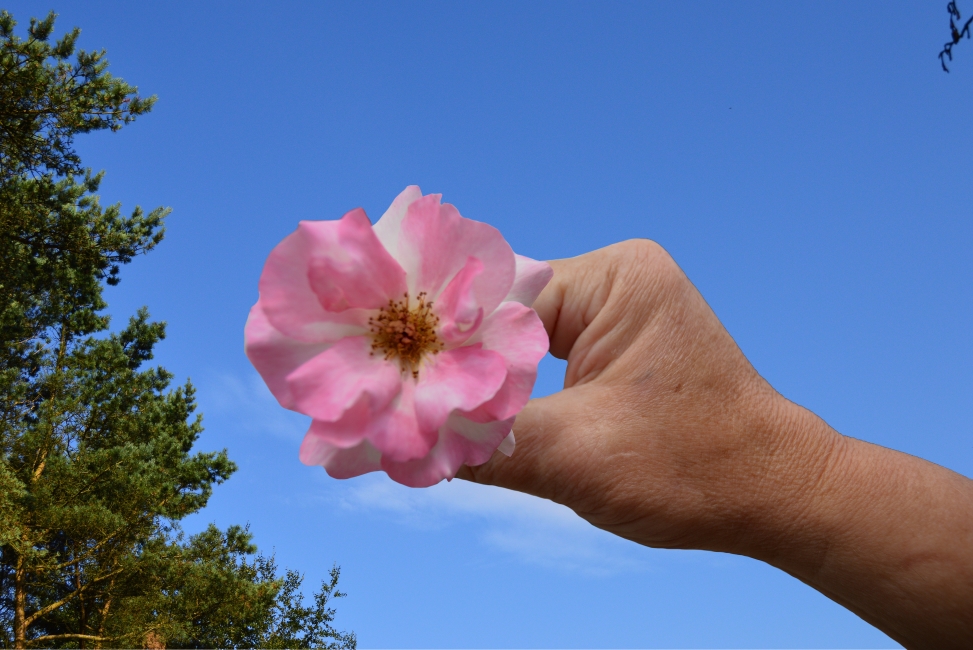 A Pink Rose just for You 2014.