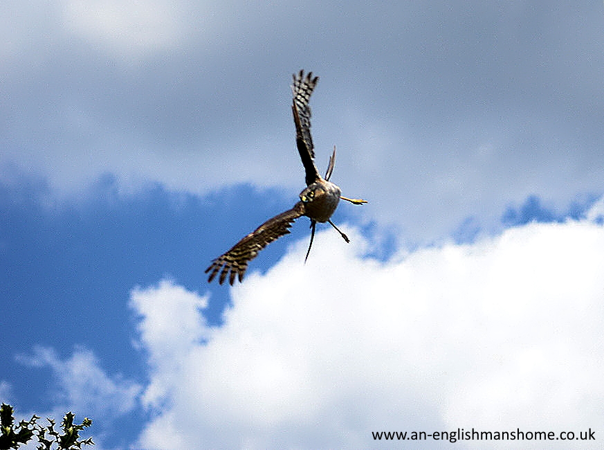 A Sparrowhawk in my back garden 2014.