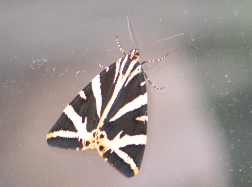 Butterflies in Gorron 2013.