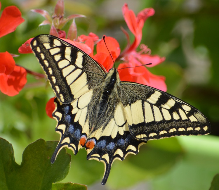 Butterflies in Gorron 2013.