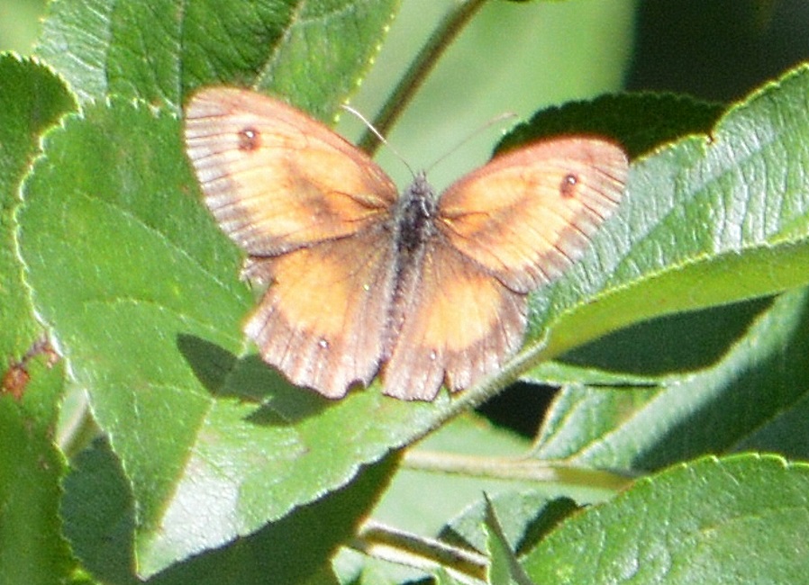 Butterflies in Gorron 2013.