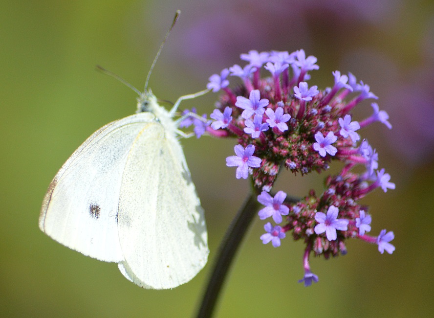 Butterflies in Gorron 2013.