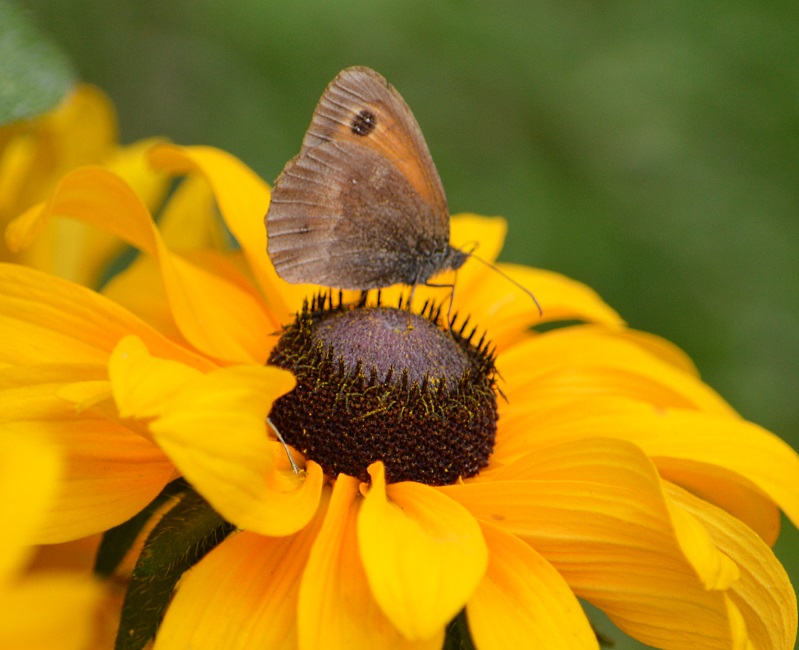 Butterflies in Gorron 2013.