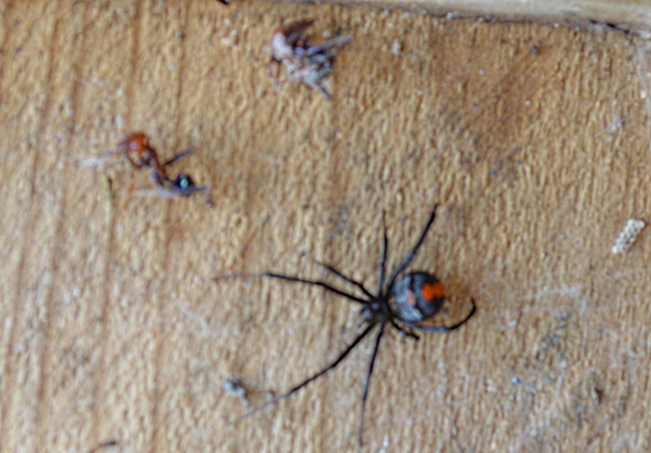 Redback.