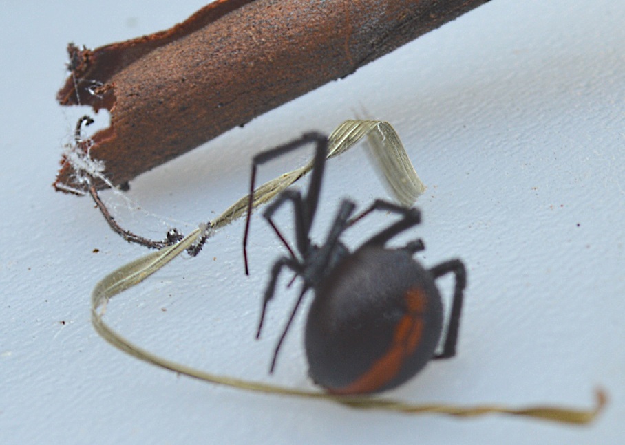 Redback.