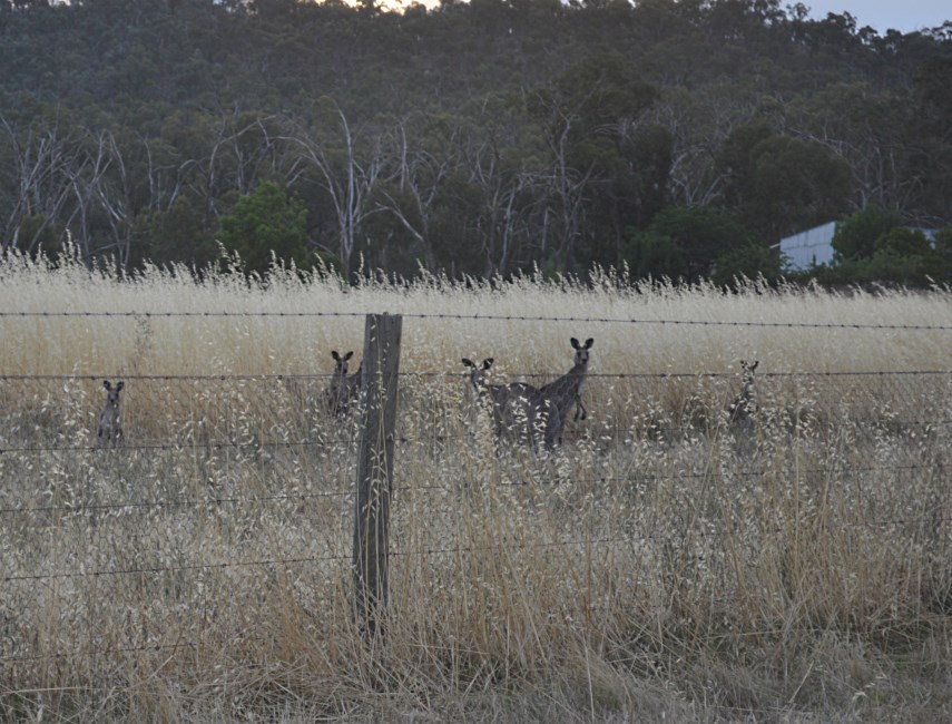 Kangeroos.