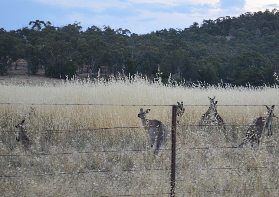 Kangeroos.
