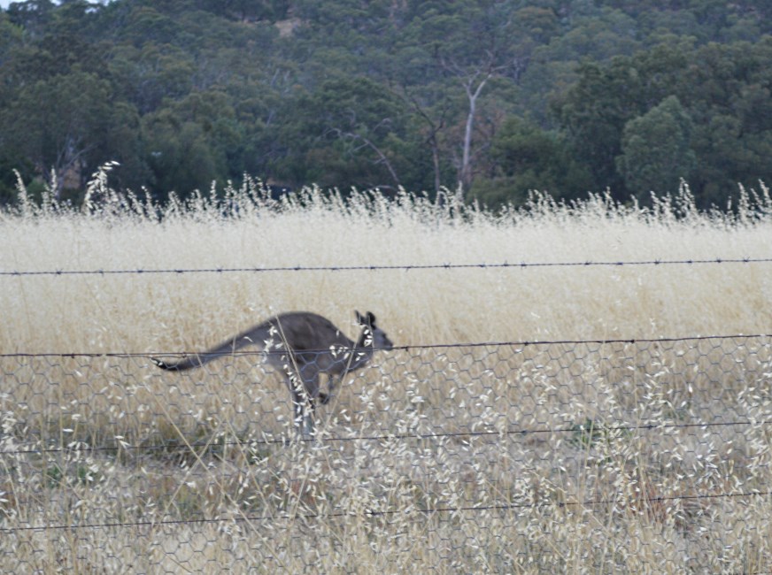 Kangeroos.