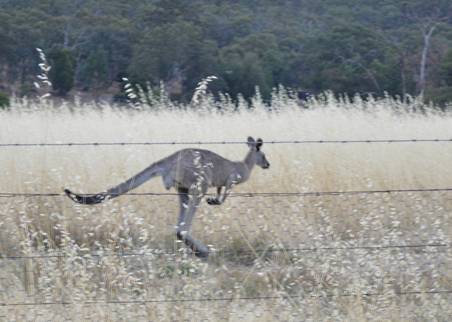 Kangeroos.