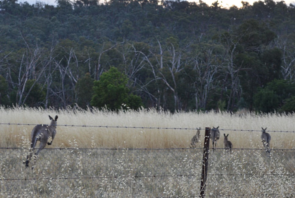 Kangeroos.
