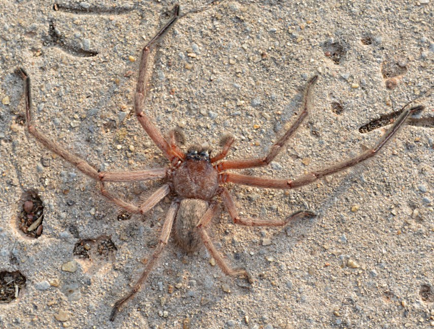 Huntsman.