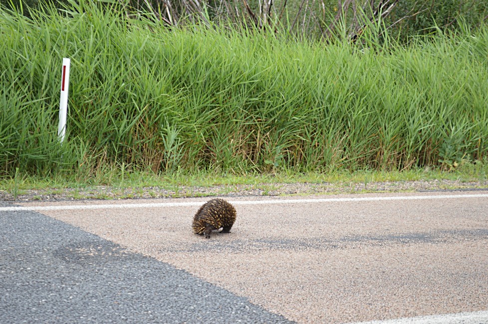 Echidna