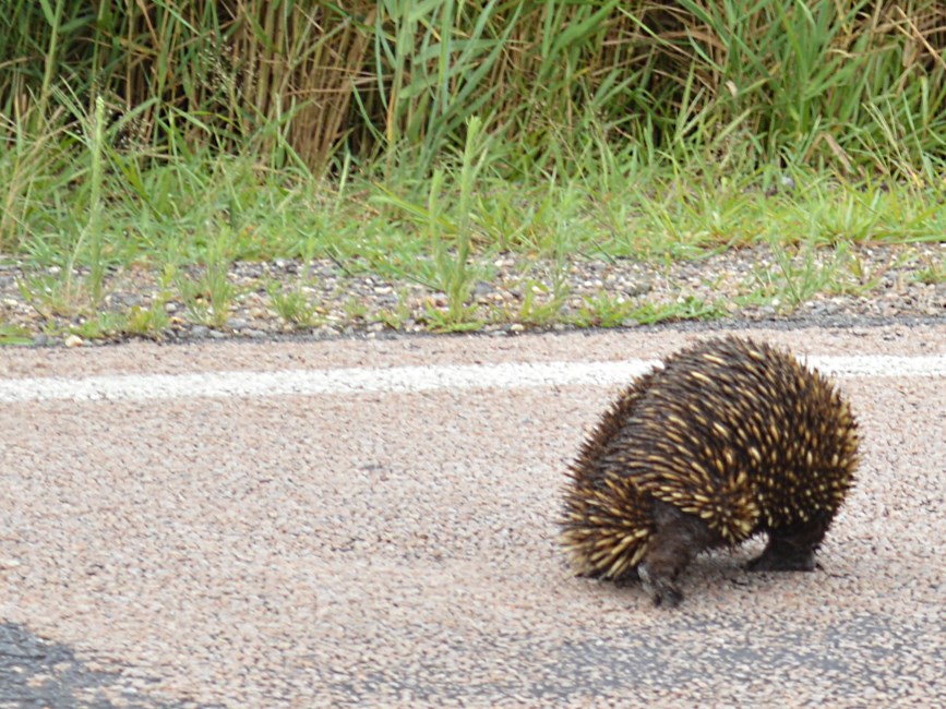 Echidna