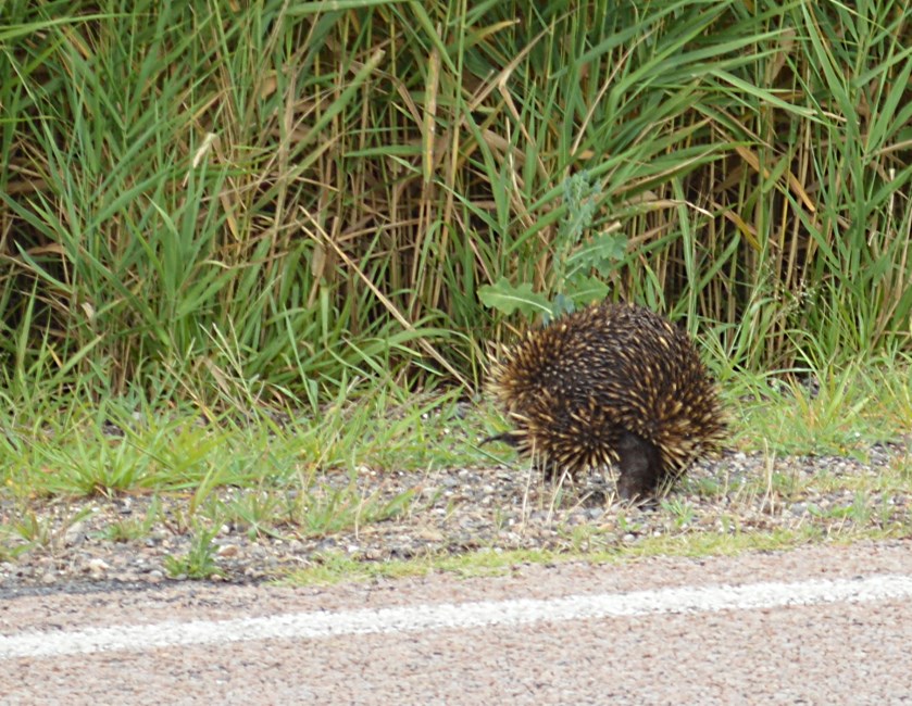 Echidna