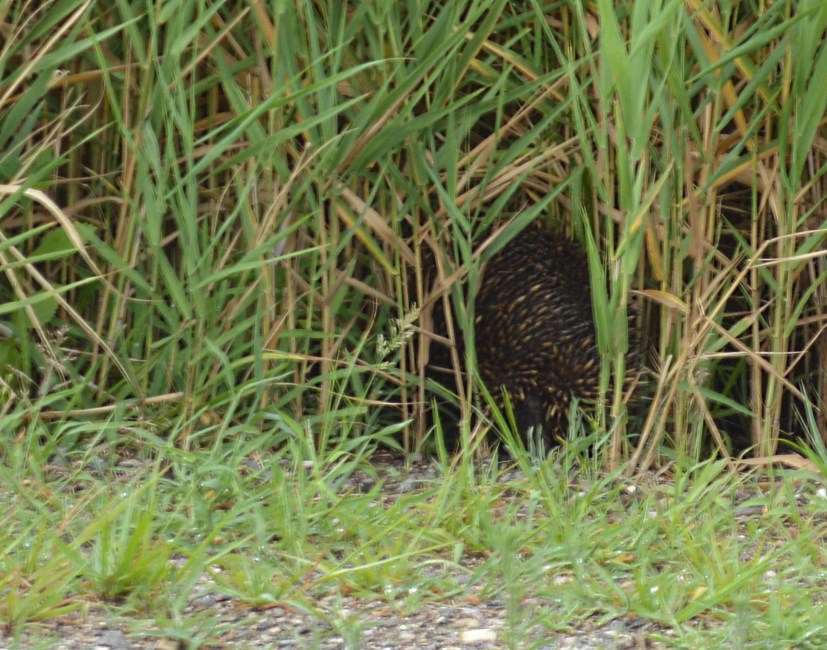 Echidna
