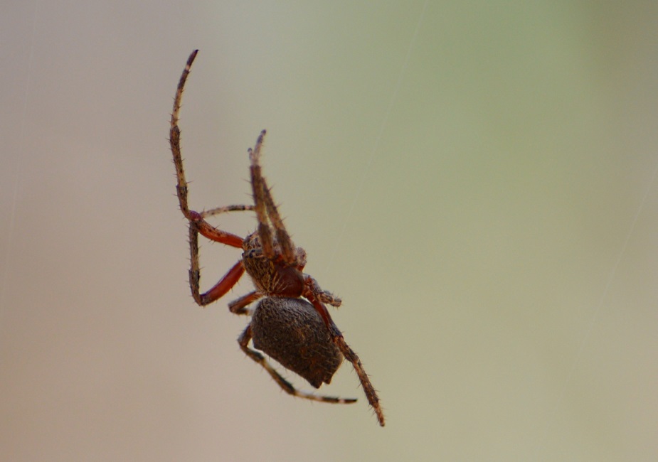 Spider.